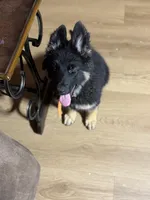 Orange Collar Long Hair, a female German Shepherd Dog for sale in Apple Valley, CA – 4 of 10