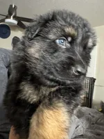 Red Collar Long Hair, a male German Shepherd Dog for sale in Apple Valley, CA – Photo 10 of 10