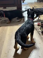 Red Collar Long Hair, a male German Shepherd Dog for sale in Apple Valley, CA – Photo 5 of 10