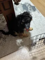 Red Collar Long Hair, a male German Shepherd Dog for sale in Apple Valley, CA – Photo 3 of 10