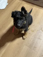 Red Collar Long Hair, a male German Shepherd Dog for sale in Apple Valley, CA – Photo 7 of 10