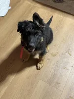 Red Collar Long Hair, a male German Shepherd Dog for sale in Apple Valley, CA – Photo 4 of 10