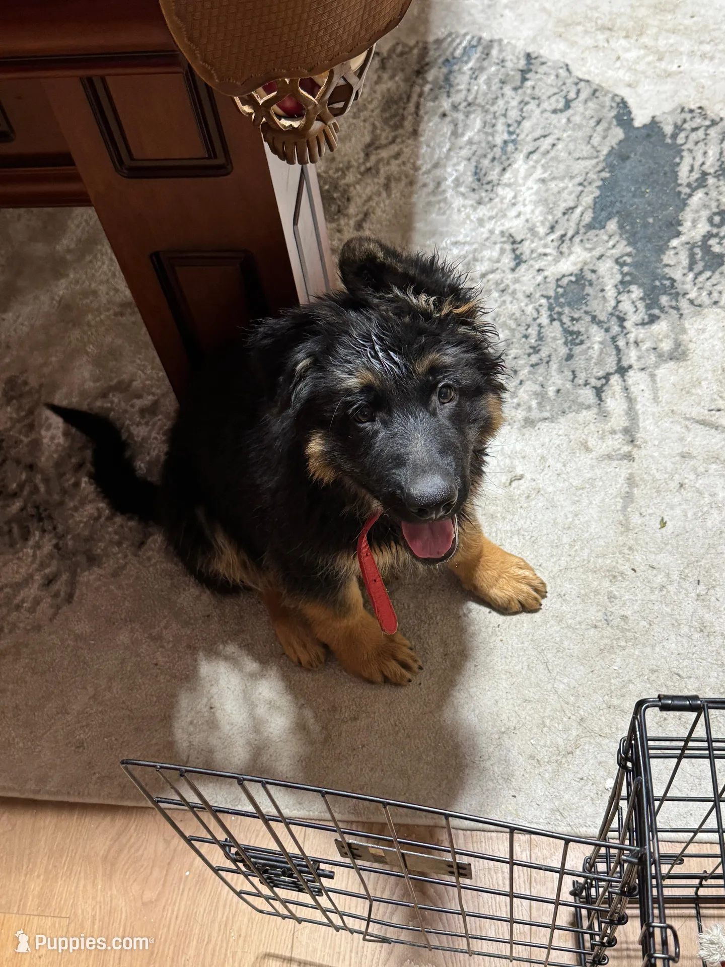 Red Collar Long Hair, a male German Shepherd Dog for sale in Apple Valley, CA – Photo 1 of 10