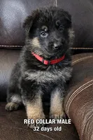 Red Collar Long Hair, a male German Shepherd Dog for sale in Apple Valley, CA – Photo 9 of 10