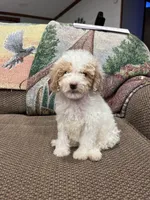 Doodle G, a female Goldendoodle for sale in West Liberty, KY – Photo 3 of 5