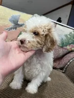 Doodle G, a female Goldendoodle for sale in West Liberty, KY – Photo 4 of 5