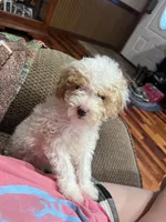 Doodle G, a female Goldendoodle for sale in West Liberty, KY – Photo 1 of 5