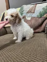 Doodle G, a female Goldendoodle for sale in West Liberty, KY – Photo 5 of 5