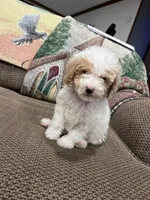 Doodle G, a female Goldendoodle for sale in West Liberty, KY – Photo 2 of 5