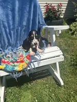 Basset, a female Basset Hound for sale in West Liberty, KY – Photo 8 of 8