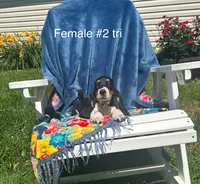 Basset, a female Basset Hound for sale in West Liberty, KY – Photo 7 of 8