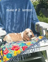 Basset, a female Basset Hound for sale in West Liberty, KY – Photo 2 of 8