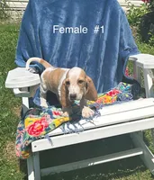 Basset, a female Basset Hound for sale in West Liberty, KY – Photo 4 of 8