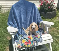 Basset, a female Basset Hound for sale in West Liberty, KY – Photo 1 of 8