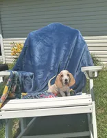 Basset, a female Basset Hound for sale in West Liberty, KY – Photo 5 of 8