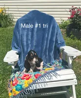 Basset, a female Basset Hound for sale in West Liberty, KY – Photo 6 of 8