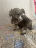 Kaylee, a female Miniature Schnauzer for sale in Fort Pierce, FL – Photo 1 of 7