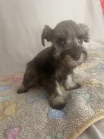 Kaylee, a female Miniature Schnauzer for sale in Fort Pierce, FL – Photo 7 of 7