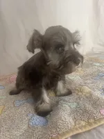 Kaylee, a female Miniature Schnauzer for sale in Fort Pierce, FL – Photo 6 of 7