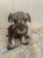 Kaylee, a female Miniature Schnauzer for sale in Fort Pierce, FL – Photo 3 of 7