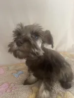 Kaylee, a female Miniature Schnauzer for sale in Fort Pierce, FL – Photo 2 of 7