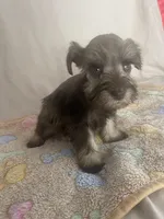 Kaylee, a female Miniature Schnauzer for sale in Fort Pierce, FL – Photo 5 of 7