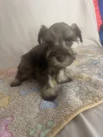 Kaylee, a female Miniature Schnauzer for sale in Fort Pierce, FL – Photo 4 of 7