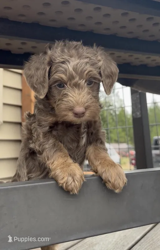 Silver Phantom Boy #1 – Labradoodle puppy for sale in Chattaroy, WA