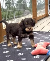 Phantom Boy, a male Labradoodle for sale in Chattaroy, WA – 3 of 5