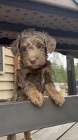 Silver Phantom Boy #1, a male Labradoodle for sale in Chattaroy, WA – 4 of 5