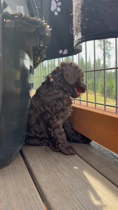 Chocolate Boy, a male Labradoodle for sale in Chattaroy, WA – 6 of 6