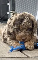 Merle Phantom #1, a female Labradoodle for sale in Chattaroy, WA – 3 of 7