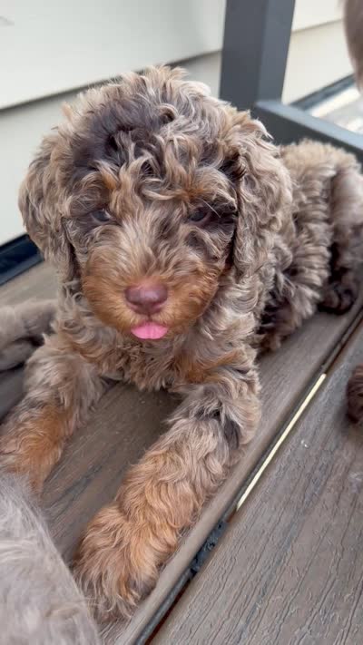 Merle Phantom #1, a female Labradoodle for sale in Chattaroy, WA – 7 of 7