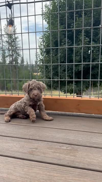 Silver Phantom Boy #2, a male Labradoodle for sale in Chattaroy, WA – 3 of 3