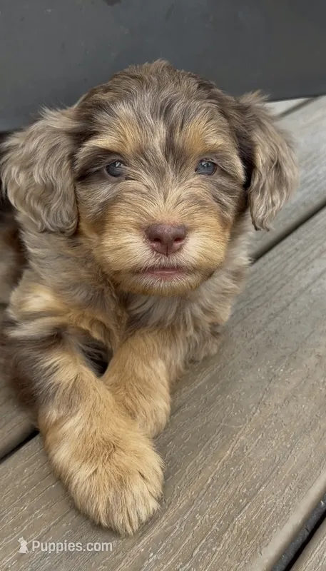 Merle Phantom Girl #2 – Labradoodle puppy for sale in Chattaroy, WA