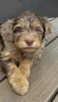 Merle Phantom Girl #2, a female Labradoodle for sale in Chattaroy, WA – 1 of 5
