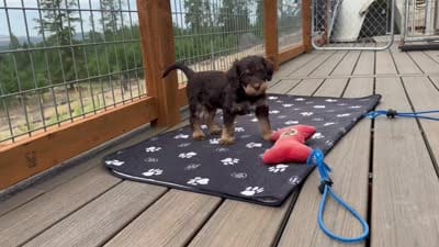 Phantom Boy, a male Labradoodle for sale in Chattaroy, WA – 5 of 5