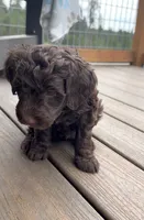 Chocolate Boy, a male Labradoodle for sale in Chattaroy, WA – 2 of 6