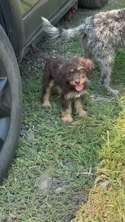 Phantom Boy, a male Labradoodle for sale in Chattaroy, WA – 6 of 6