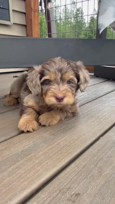 Merle Phantom Girl #2, a female Labradoodle for sale in Chattaroy, WA – 5 of 5
