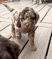 Merle Phantom #1, a female Labradoodle for sale in Chattaroy, WA – 4 of 7