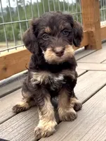 Phantom Boy, a male Labradoodle for sale in Chattaroy, WA – 1 of 5