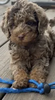 Merle Phantom #1, a female Labradoodle for sale in Chattaroy, WA – 5 of 7