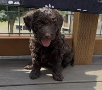 Chocolate Boy, a male Labradoodle for sale in Chattaroy, WA – 3 of 6