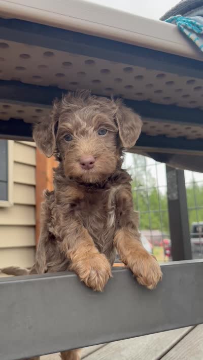 Silver Phantom Boy #1, a male Labradoodle for sale in Chattaroy, WA – 5 of 5