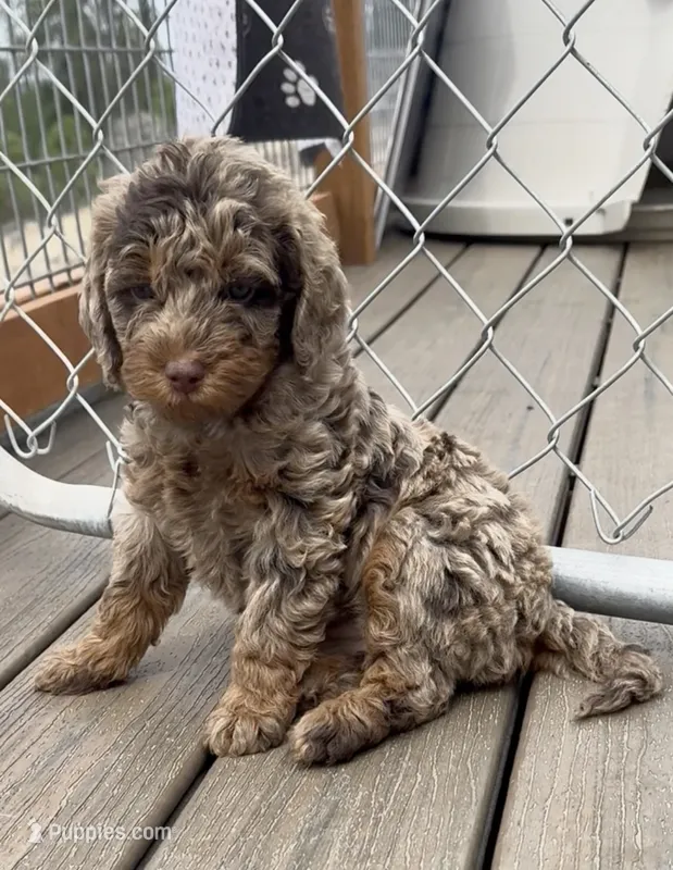 Merle Phantom #1 – Labradoodle puppy for sale in Chattaroy, WA