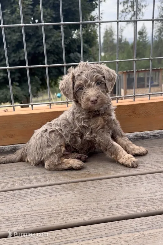 Silver Phantom Boy #2 – Labradoodle puppy for sale in Chattaroy, WA