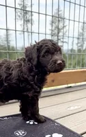 Chocolate Boy, a male Labradoodle for sale in Chattaroy, WA – 4 of 6