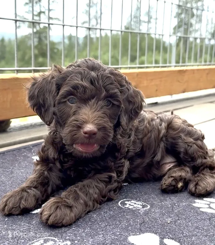 Chocolate Boy – Labradoodle puppy for sale in Chattaroy, WA