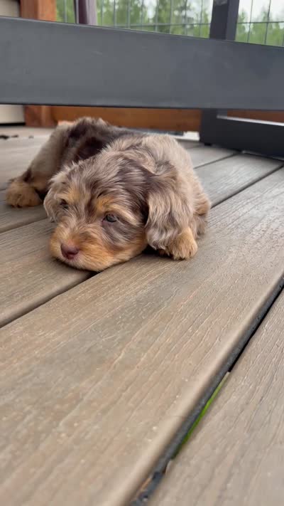 Merle Phantom Girl #2, a female Labradoodle for sale in Chattaroy, WA – 3 of 5